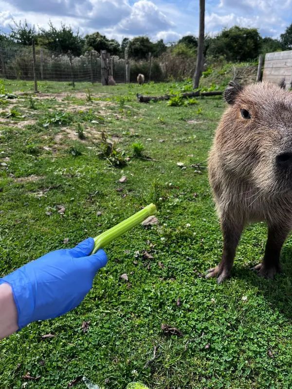 Weekend in London: Meet the Capybaras
