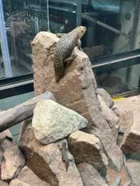 A Visit to London Zoo