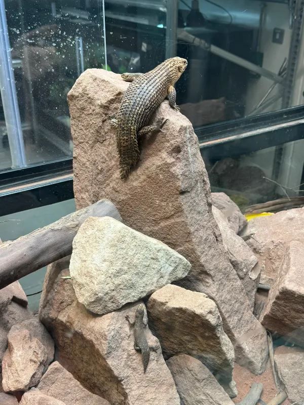 A Visit to London Zoo