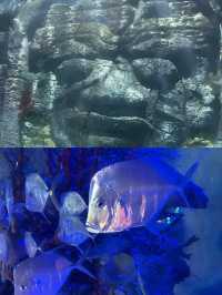 休斯頓市中心水族館的旅遊攻略