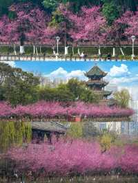 報～ 望江樓公園的梅花已到最佳觀賞期！