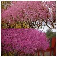 視覺與嗅覺的雙重盛宴--武漢沙湖公園梅花迎春