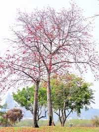 廈門南湖公園四季五彩繽紛，休閒好地方！
