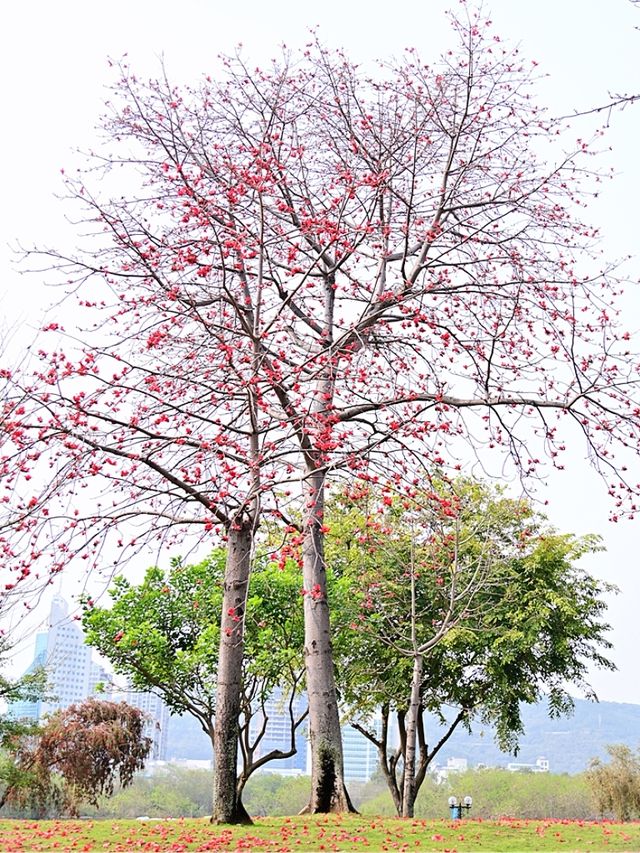 廈門南湖公園四季五彩繽紛，休閒好地方！
