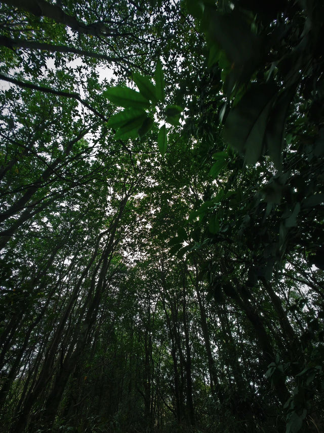 珠海市的黃楊山之美#