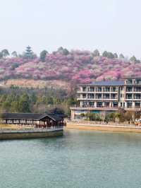 武漢木蘭花谷｜武漢市內闖入超壯觀的梅園花海