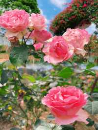 【春日限定】賞花摘果，一秒get仙女感！