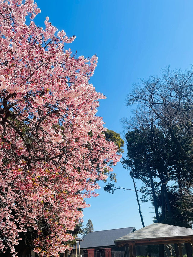 東京賞櫻 新宿御苑早櫻美哭