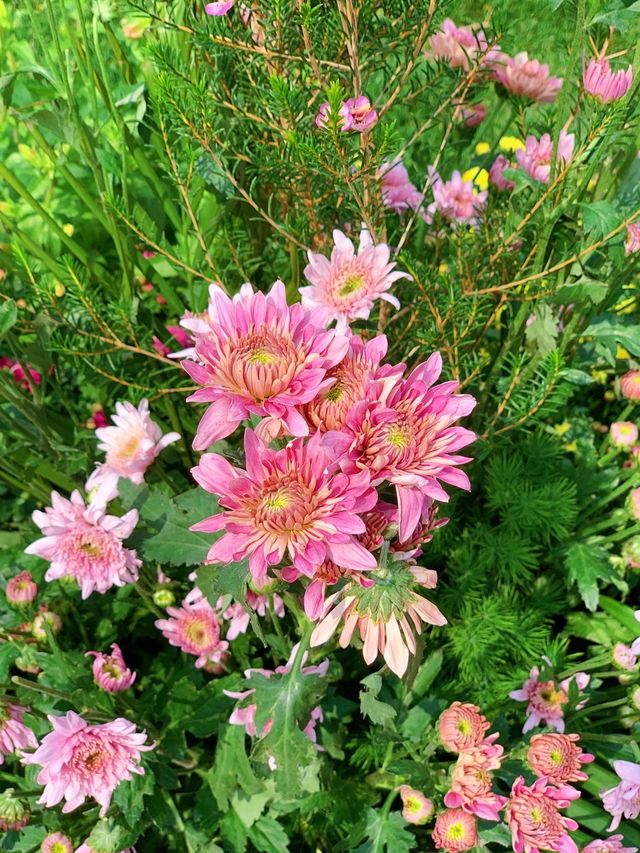 市中心的莫奈花園，蘇河灣萬象天地