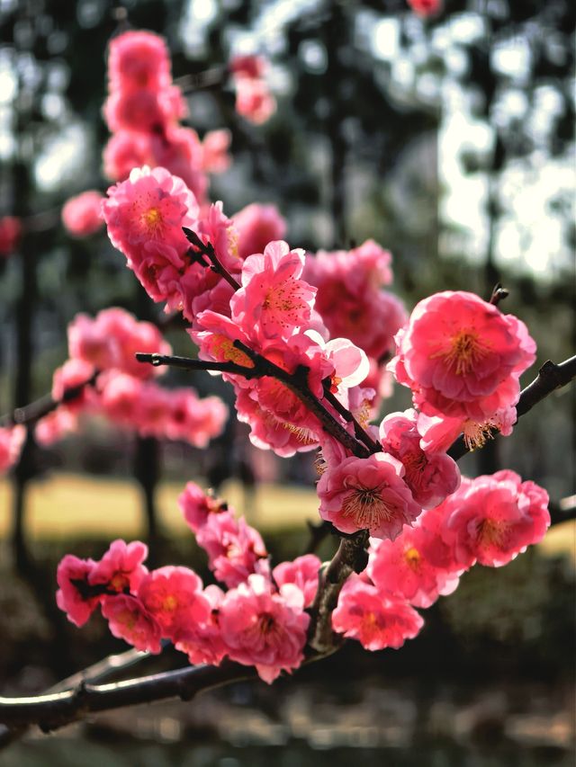 莘莊梅園賞梅精華週來了。 莘莊梅園賞梅精華週來了。