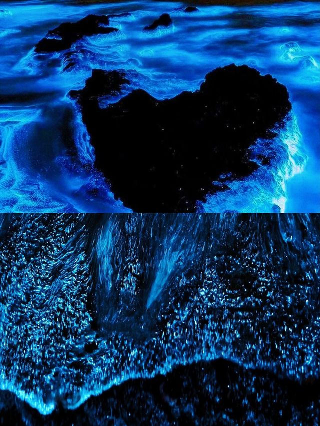 天津海邊藍眼淚,睇呢篇攻略就夠晒🫶🩷 天津海邊藍眼淚,睇呢篇攻略就夠晒🫶🩷