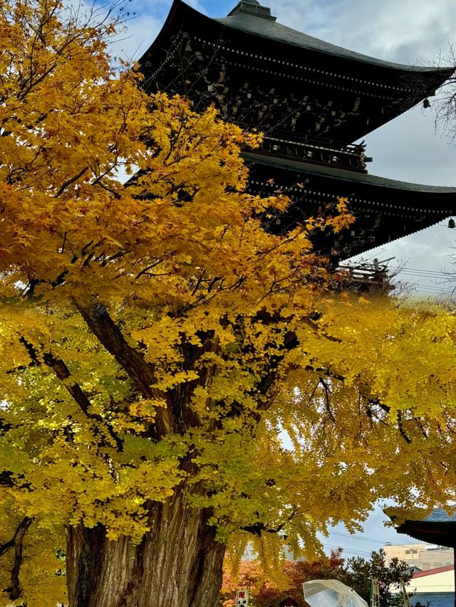 名古屋國分寺︱穿越千年的古剎尋蹤之旅