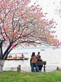 西湖三月天美景，賞花攻略不容錯過，二月梅花正盛
