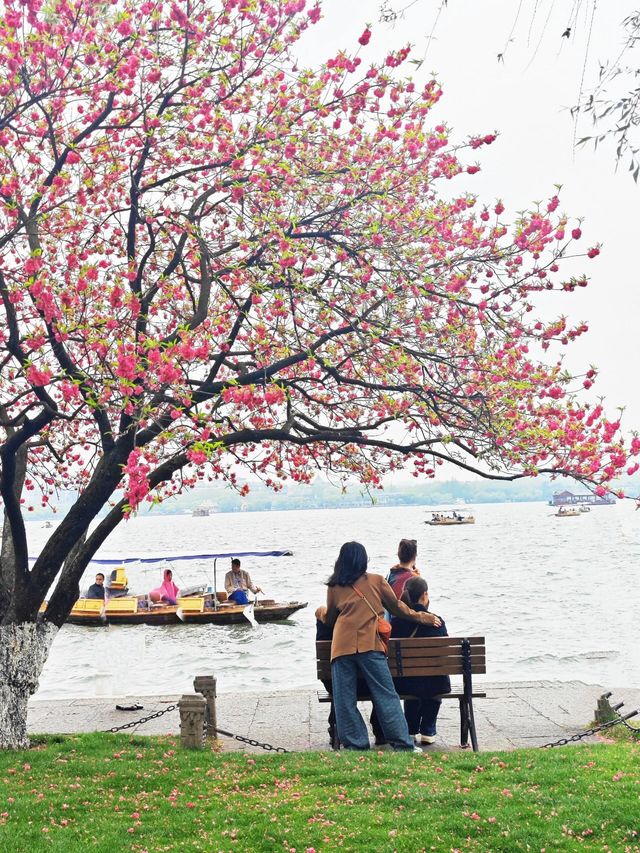 西湖三月天美景，賞花攻略不容錯過，二月梅花正盛