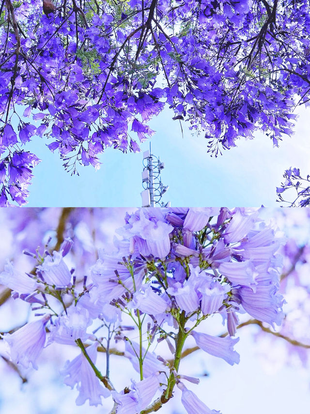 西昌，藍花楹盛放，你準備好享受浪漫了嗎