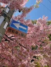 京都で楽しむ早春の桜