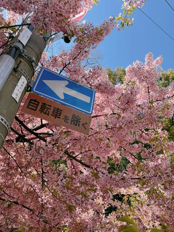 京都で楽しむ早春の桜