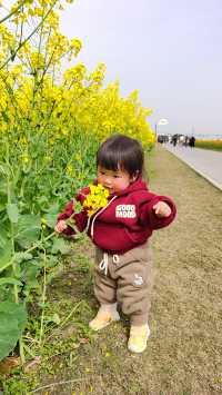 彩色油菜花還得到天府農博園看