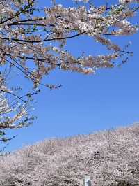 🌸期待！貴陽即將迎來浪漫櫻花季
