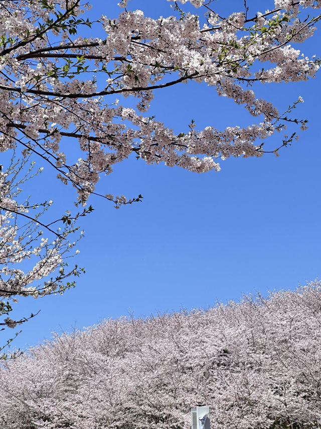 🌸期待！貴陽即將迎來浪漫櫻花季