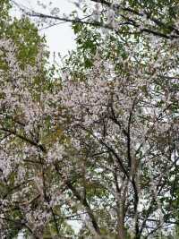 杭州中山公園的賞桃花攻略來啦～