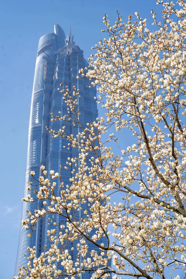 3.19上海的白玉蘭實在是太美了🌸
