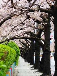 釜山賞櫻全攻略：海濱都市的春日櫻花浪漫！