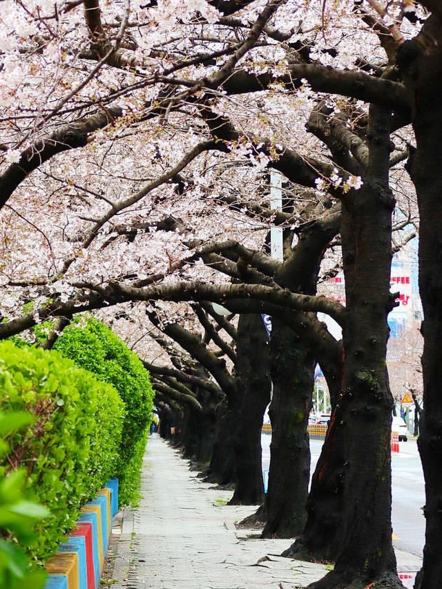 釜山賞櫻全攻略：海濱都市的春日櫻花浪漫！