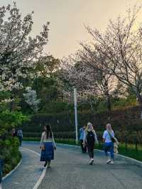 上海大寧公園的鬱金香已到盛花期