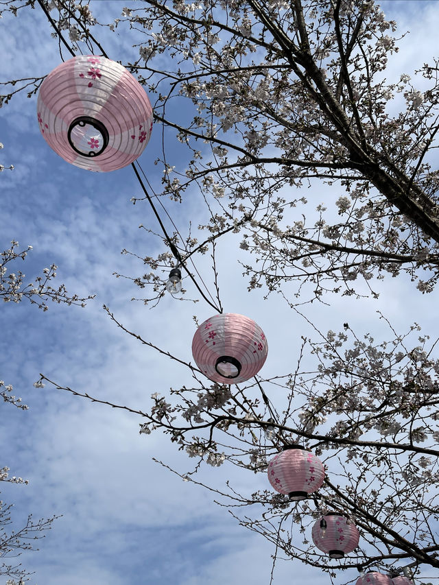 踏青好時節｜千樹櫻花季