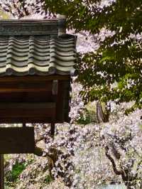東京櫻花 六義園 滿開 櫻吹雪 3月28日