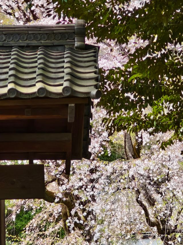 東京櫻花 六義園 滿開 櫻吹雪 3月28日