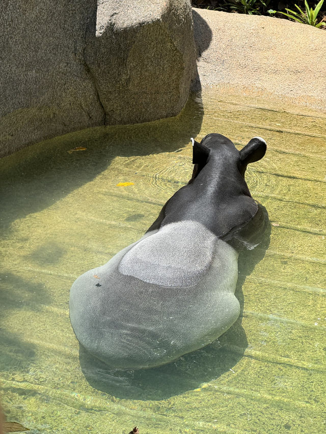 Discover Asia's First Rainforest Adventure Zoo in Singapore!