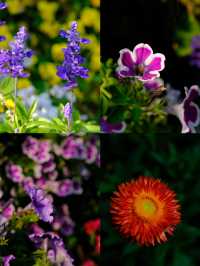 🌸全家一起去踏春｜廣州海珠湖🍀