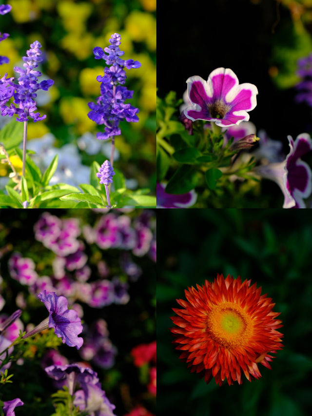 🌸全家一起去踏春｜廣州海珠湖🍀