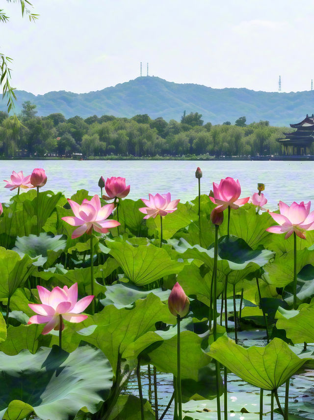 杭州賞荷攻略|一鍵解鎖江南限定浪漫！