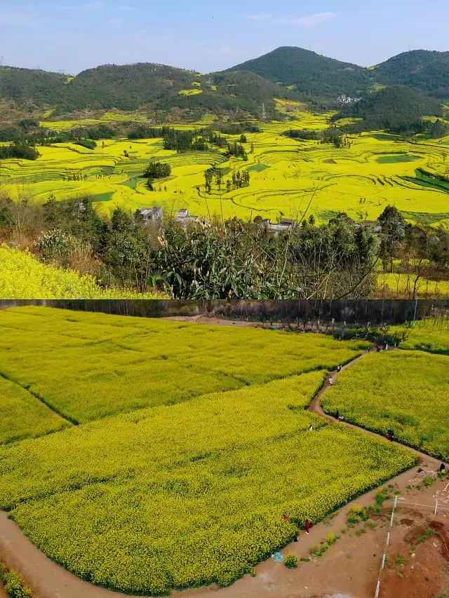 Qujing Rapeseed Flowers | A Complete Guide to a Limited Spring Romance