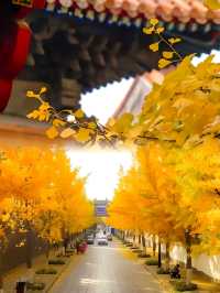 在孔子故里當一日書院少女！曲阜必住神仙酒店