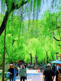 杭州春日漫遊：西湖與西溪的桃花之約