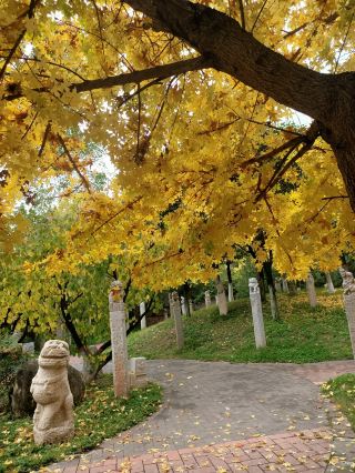 The Autumn Scenery at Baoji Chinese Stone Drum Garden Is Simply Stunning