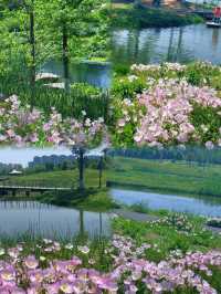 衡陽南湖公園：免費花海中的春日漫遊
