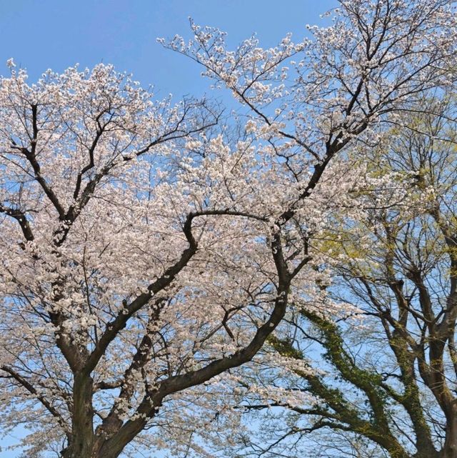 日本旅遊的戒斷反應為何這麼強烈啊？