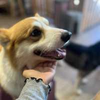 🐾 ☕️ Paws & Lattes at VE Café, Shinan 