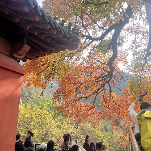 🍂 A Hidden Hike to a Majestic Tree
