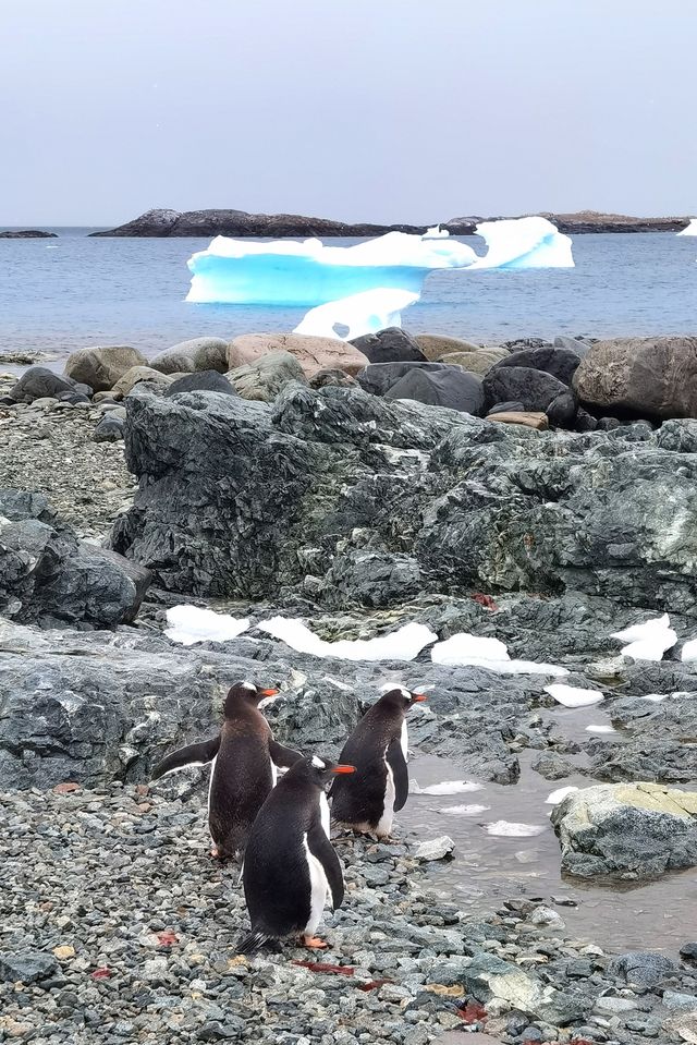 登陸南極龍尼島