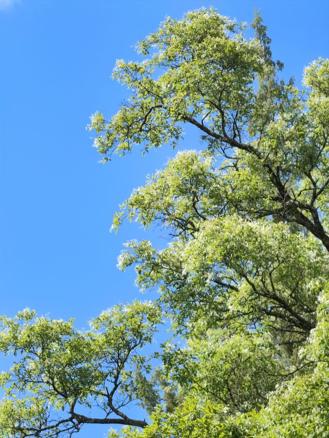 【雲南美景】喺桑嶺村感受大理嘅鄉土生活