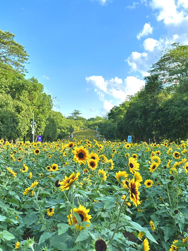 深圳福田的寶子們衝啊！🆕超近市中心的向日葵花海現身市民中心🌻不用遠赴郊區，地鐵直達就能擁抱整片金燦燦的浪漫！