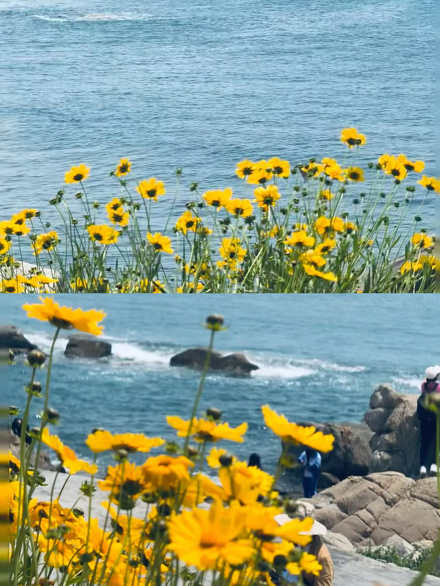 一直以為青島已經夠靚，直到我去咗黃島！