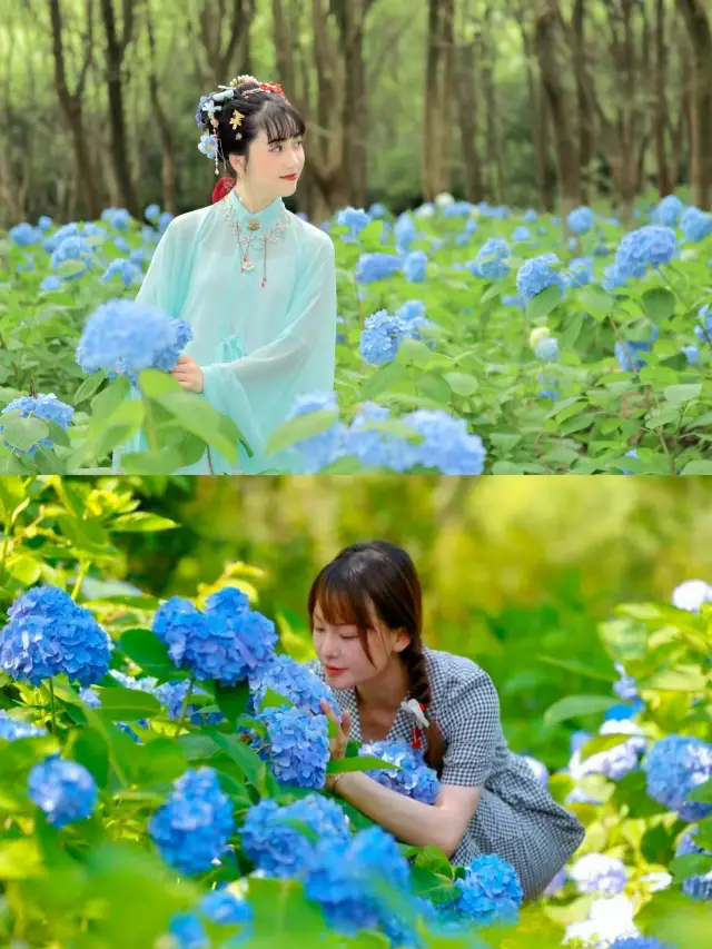 Nanchang Fenghuang Valley Summer "Flower Chasing" Guide!