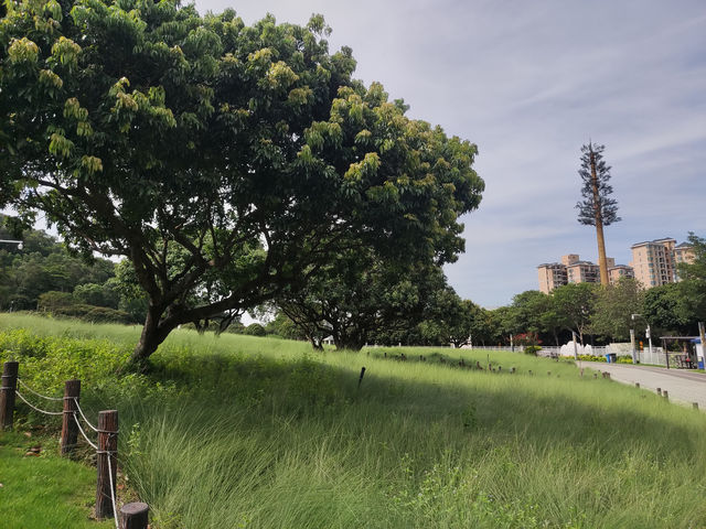 在蔚徕，收藏深圳的溫柔切片
